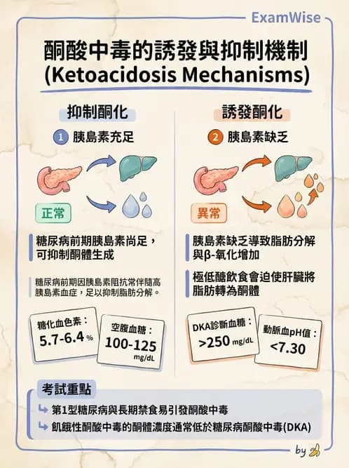 營養 - 醣類代謝路徑 - AI 圖文解析預覽