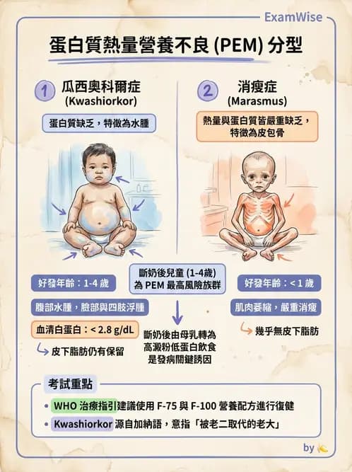 營養 - 蛋白質結構、功能與需求量 - AI 圖文解析預覽
