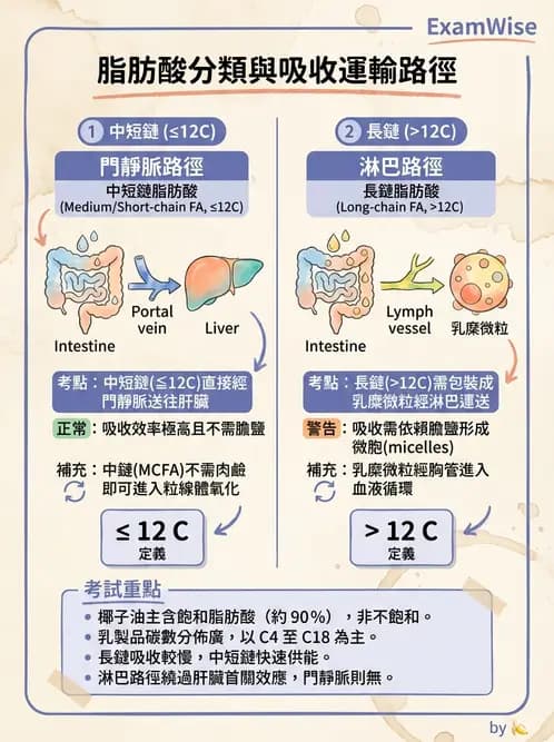 營養 - 脂質消化吸收與膽汁 - AI 圖文解析預覽