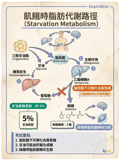 營養 - 醣類代謝路徑 - AI 圖文解析預覽