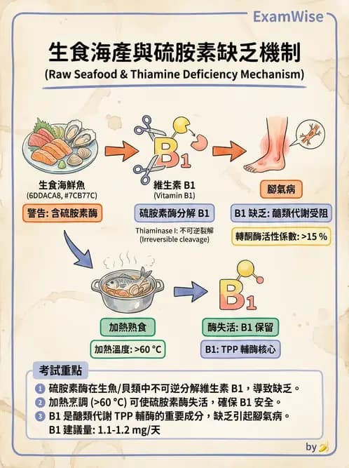 營養 - 能量代謝相關B群維生素 - AI 圖文解析預覽