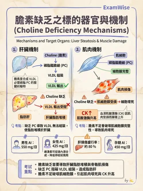 營養 - 維生素C與其他水溶性維生素 - AI 圖文解析預覽