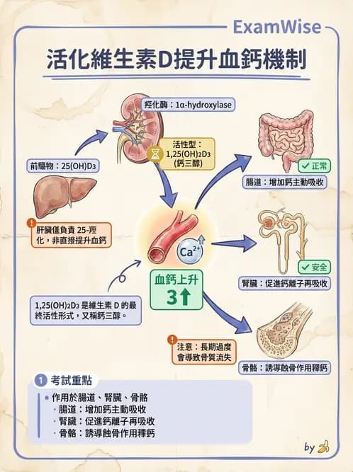 營養 - 維生素D - AI 圖文解析預覽