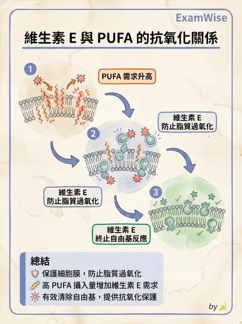 營養 - 維生素E - AI 圖文解析預覽