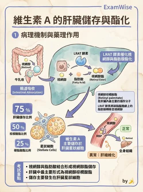 營養 - 維生素A - AI 圖文解析預覽