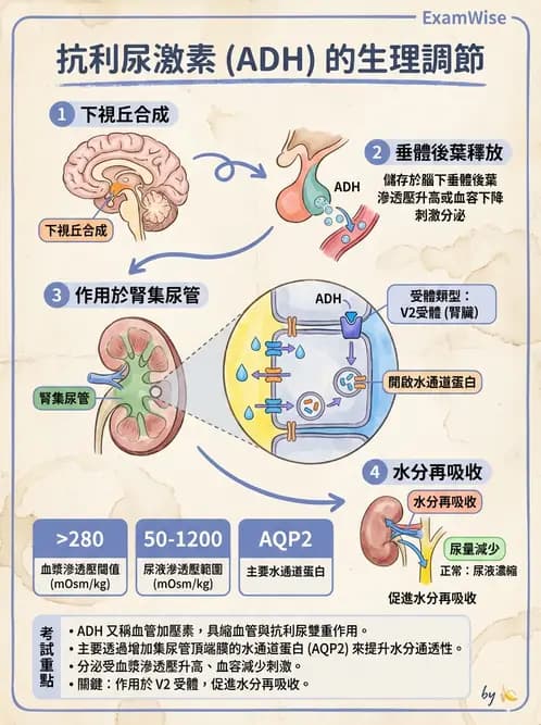 營養 - 當代營養學相關議題 - AI 圖文解析預覽