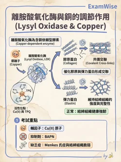 營養 - 鋅與銅營養 - AI 圖文解析預覽