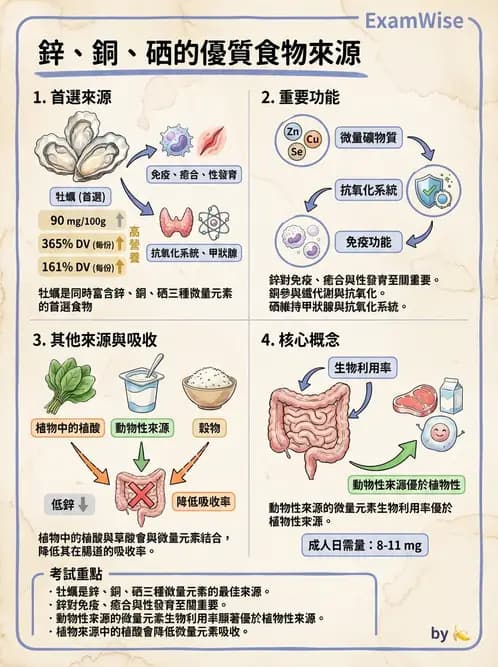 營養 - 鋅與銅營養 - AI 圖文解析預覽