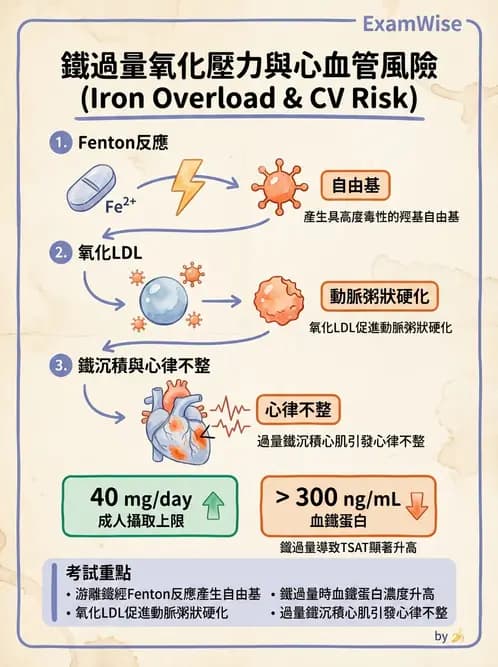 營養 - 鐵營養與貧血 - AI 圖文解析預覽