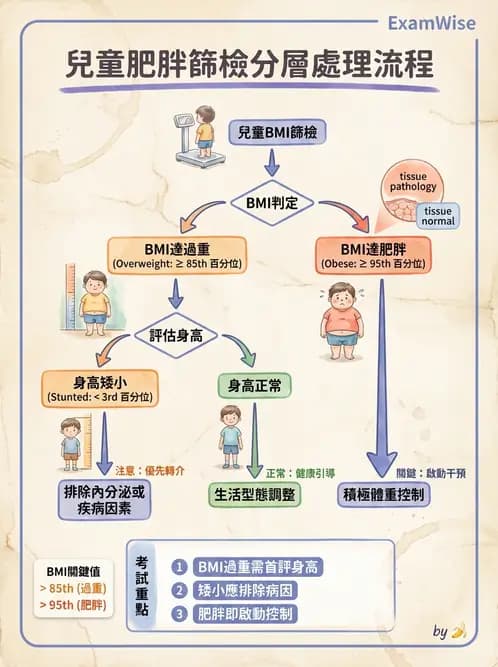 營養 - 兒童青少年與老年營養 - AI 圖文解析預覽