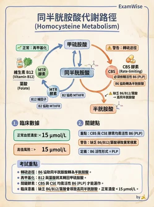 營養 - 單碳代謝與造血B群維生素 - AI 圖文解析預覽