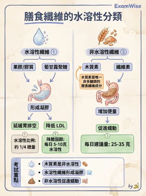 營養 - 醣類結構與膳食纖維 - AI 圖文解析預覽