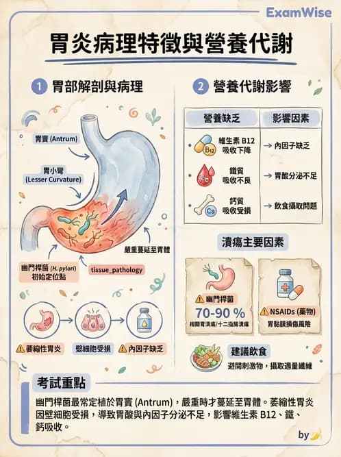 營養 - 腸胃道疾病 - AI 圖文解析預覽