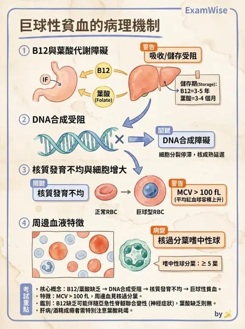 營養 - 肝膽疾病 - AI 圖文解析預覽