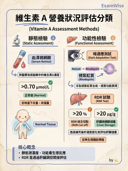 營養 - 生化指標與營養缺乏 - AI 圖文解析預覽