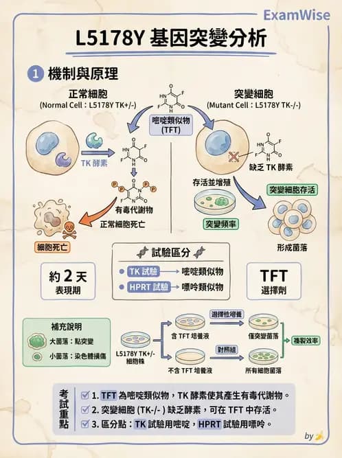 營養 - 食品安全性評估 - AI 圖文解析預覽