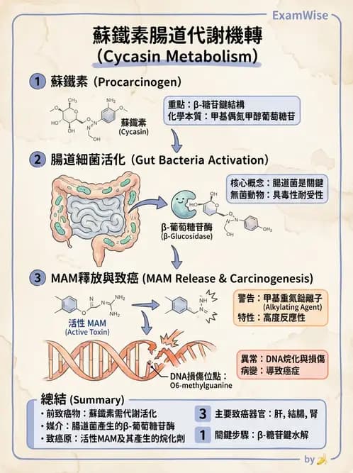 營養 - 天然毒素 - AI 圖文解析預覽