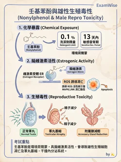 營養 - 化學性危害 - AI 圖文解析預覽
