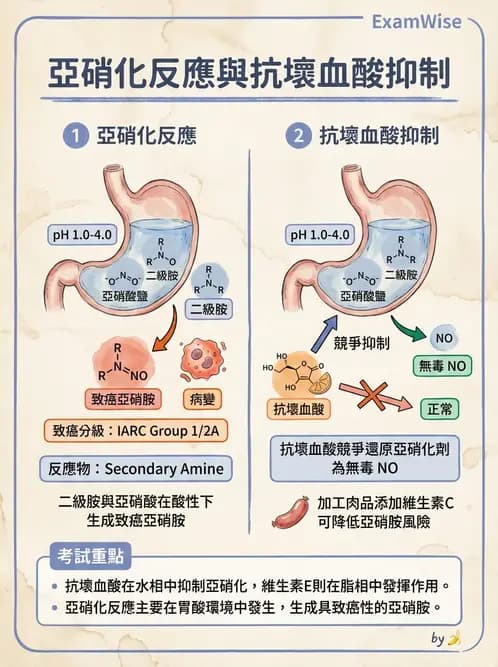 營養 - 化學性危害 - AI 圖文解析預覽