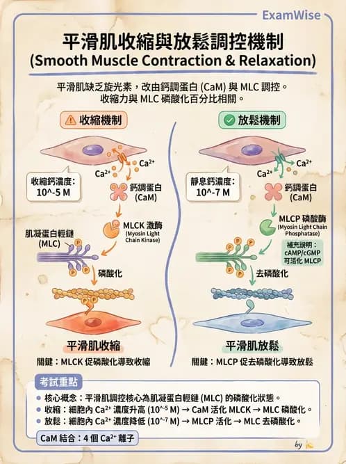 營養 - 肌肉生理學 - AI 圖文解析預覽
