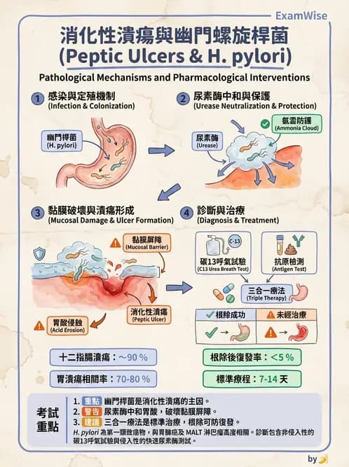 營養 - 消化系統生理學 - AI 圖文解析預覽