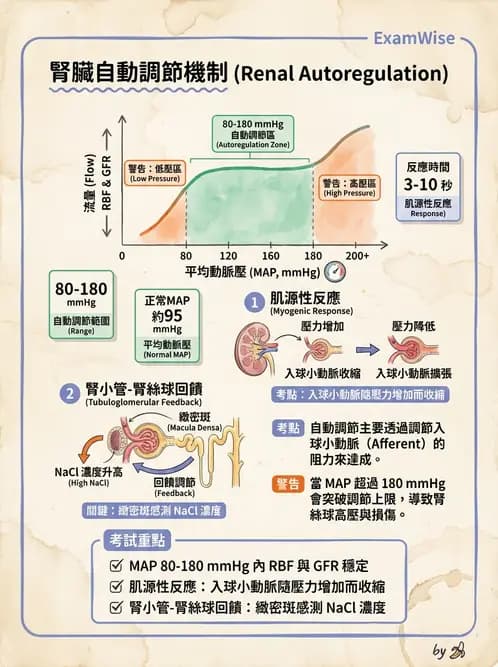 營養 - 腎臟與泌尿生理學 - AI 圖文解析預覽