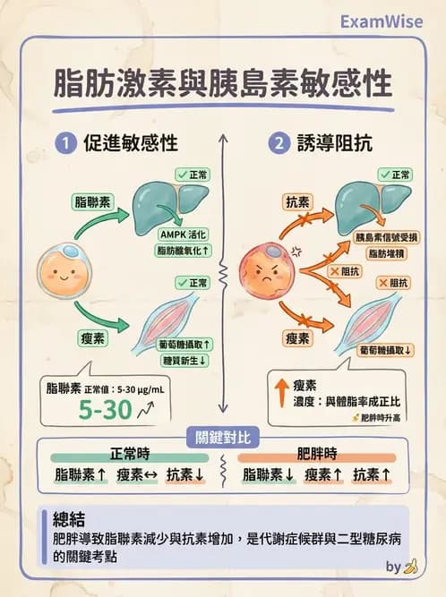 營養 - 內分泌與代謝生理學 - AI 圖文解析預覽