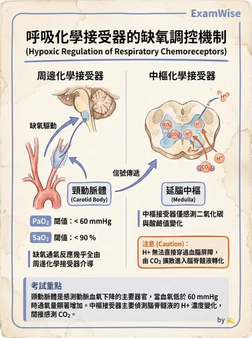 營養 - 呼吸系統生理學 - AI 圖文解析預覽