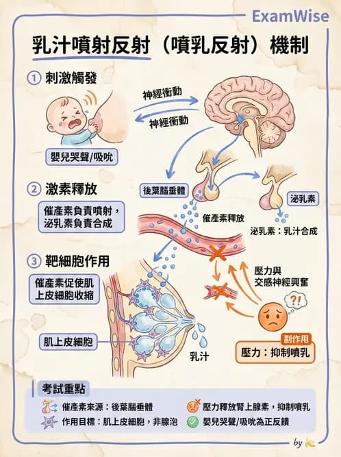 營養 - 生殖系統生理學 - AI 圖文解析預覽