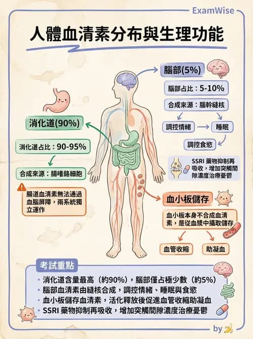 營養 - 神經系統生理學 - AI 圖文解析預覽