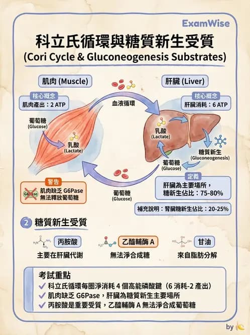 營養 - 醣類代謝 - AI 圖文解析預覽