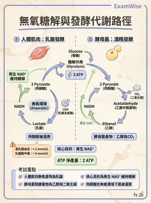 營養 - 醣類代謝 - AI 圖文解析預覽