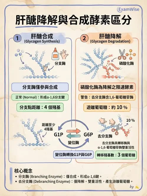 營養 - 醣類代謝 - AI 圖文解析預覽