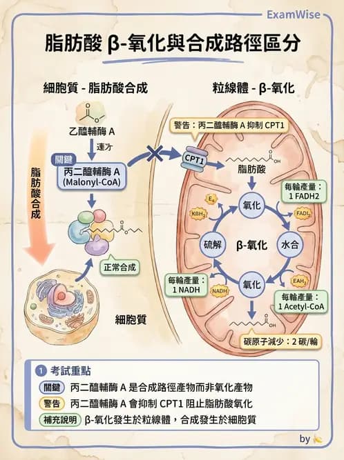 營養 - 脂質代謝 - AI 圖文解析預覽