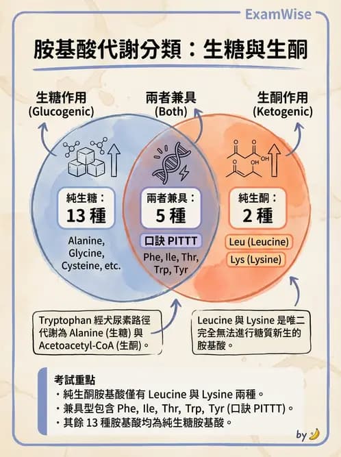 營養 - 蛋白質與胺基酸代謝 - AI 圖文解析預覽