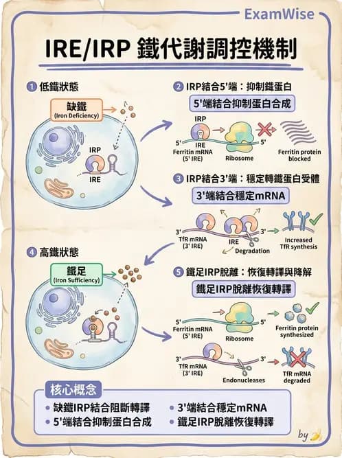 營養 - 核酸與基因表現 - AI 圖文解析預覽
