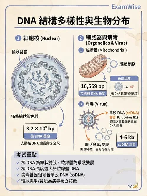 營養 - 核酸與基因表現 - AI 圖文解析預覽