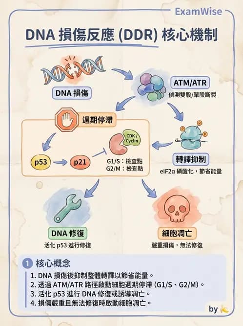 營養 - 核酸與基因表現 - AI 圖文解析預覽
