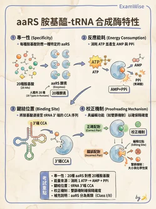營養 - 核酸與基因表現 - AI 圖文解析預覽