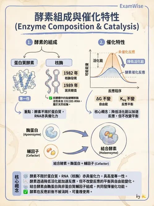 營養 - 酵素學基礎 - AI 圖文解析預覽
