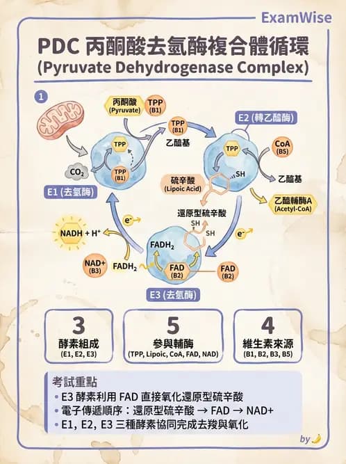 營養 - 能量代謝 - AI 圖文解析預覽