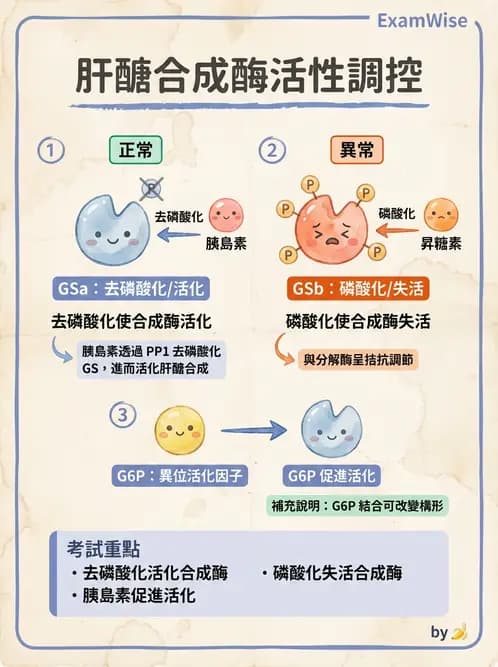 營養 - 醣類代謝 - AI 圖文解析預覽