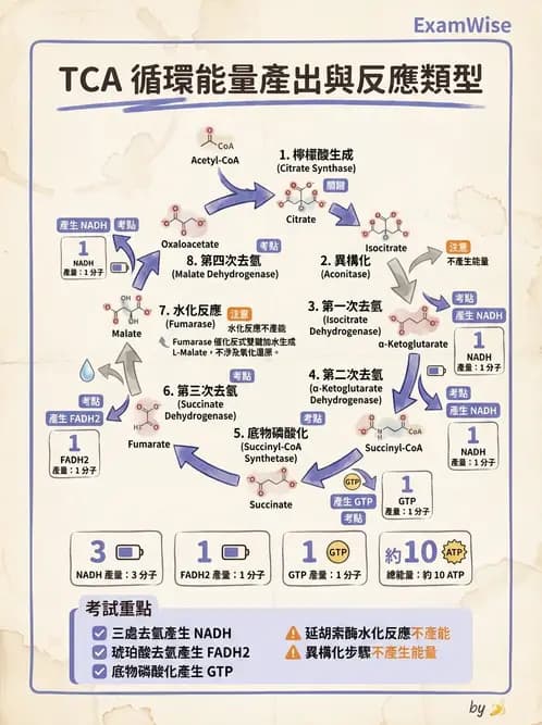 營養 - 能量代謝 - AI 圖文解析預覽