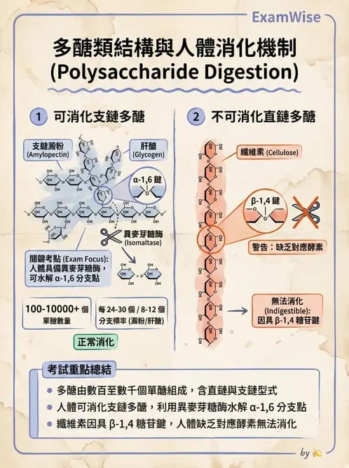 營養 - 醣類結構與膳食纖維 - AI 圖文解析預覽