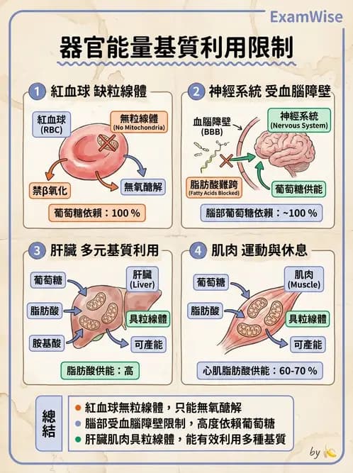營養 - 醣類代謝路徑 - AI 圖文解析預覽