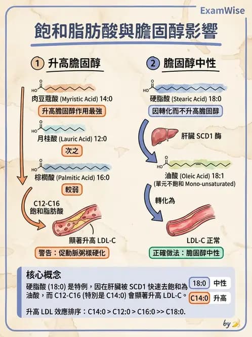 營養 - 脂肪酸種類與必需脂肪酸 - AI 圖文解析預覽