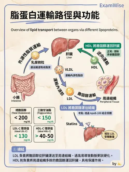 營養 - 脂蛋白與膽固醇代謝 - AI 圖文解析預覽