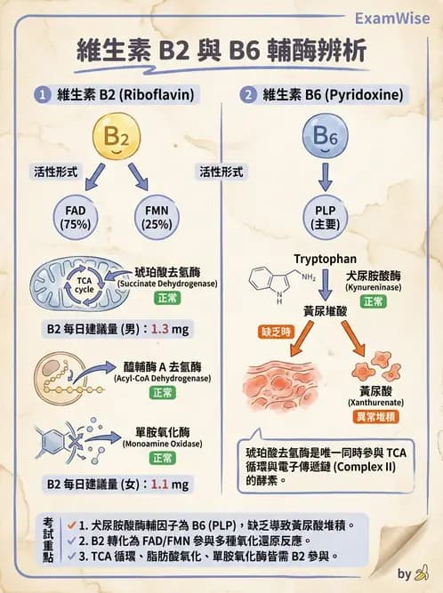 營養 - 能量代謝相關B群維生素 - AI 圖文解析預覽
