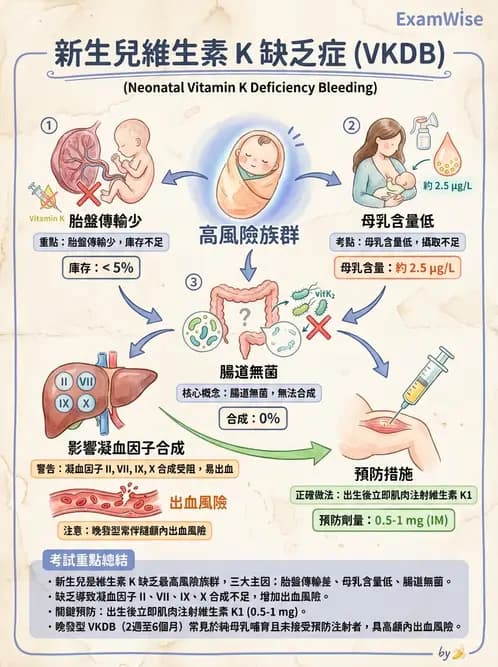 營養 - 維生素K - AI 圖文解析預覽