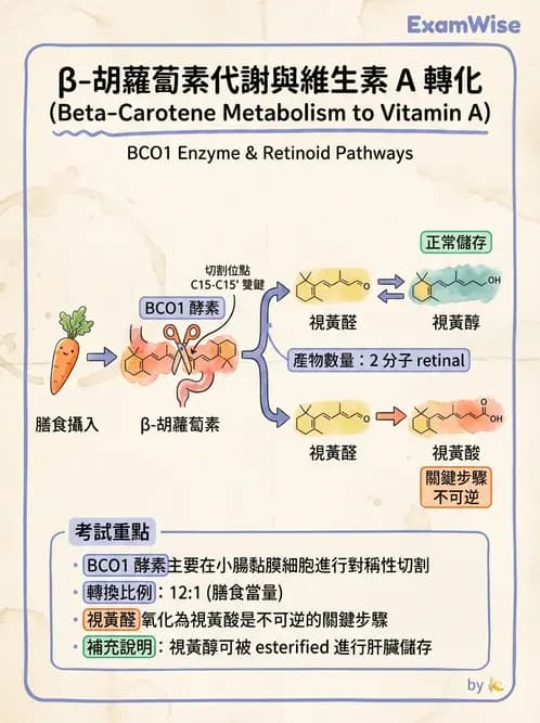 營養 - 維生素A - AI 圖文解析預覽